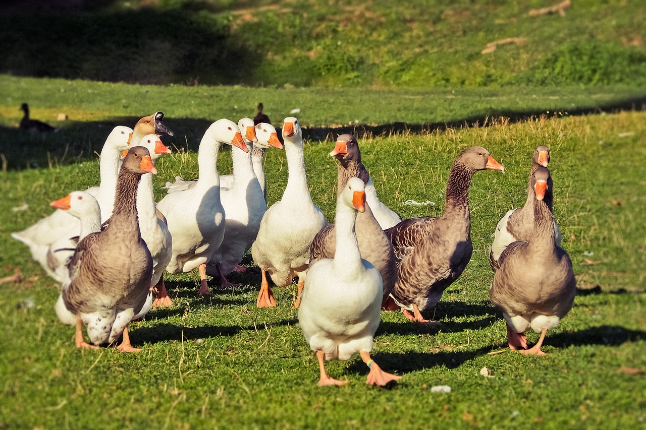 The Benefits of Sustainable Farming Practices